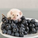 can rats eat grapes