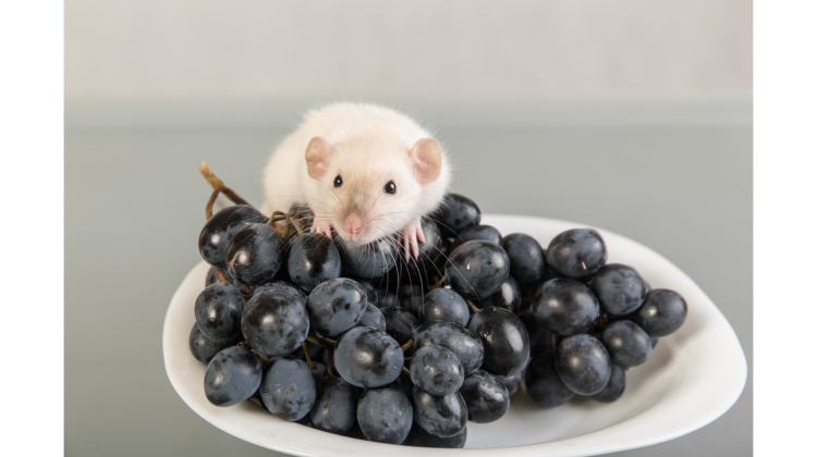can rats eat grapes