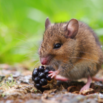 can rats have blueberries