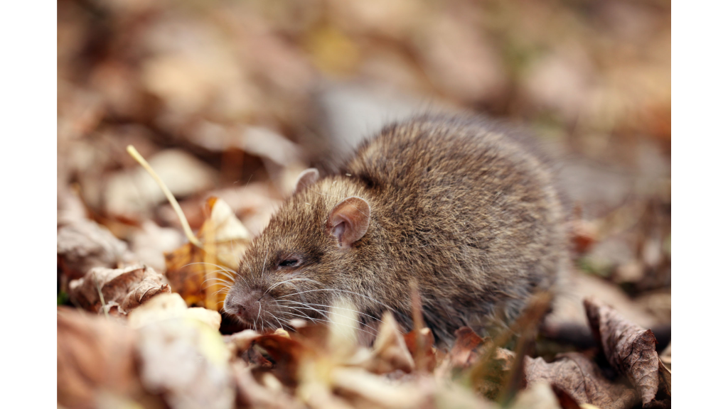 From Tiny to Mighty Exploring Rat Size Chart Data in 3 EyeOpening Charts