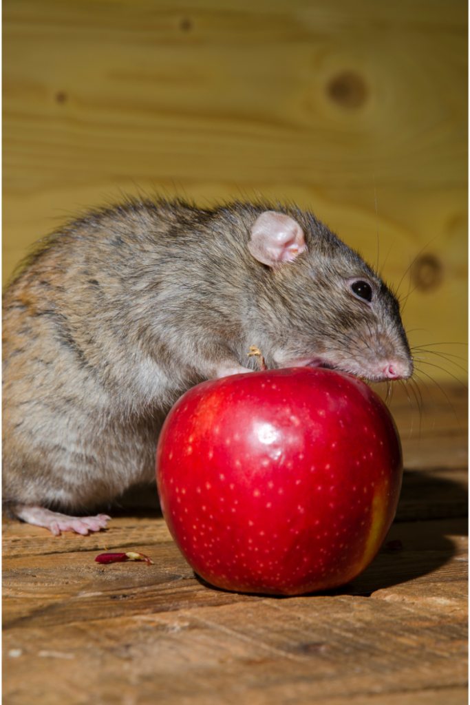 can rat eats apples