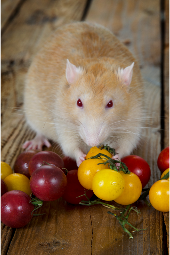 can rats eat tomatoes