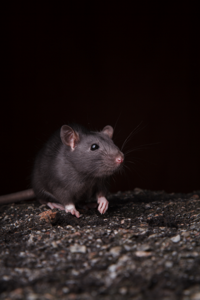 Can Rats See in the Dark?